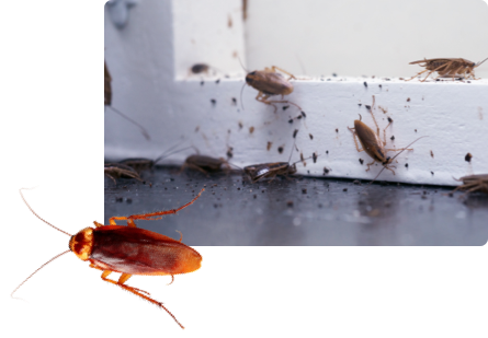 Kakkerlakken bestrijden